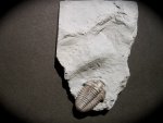 Flexicalymene Trilobite