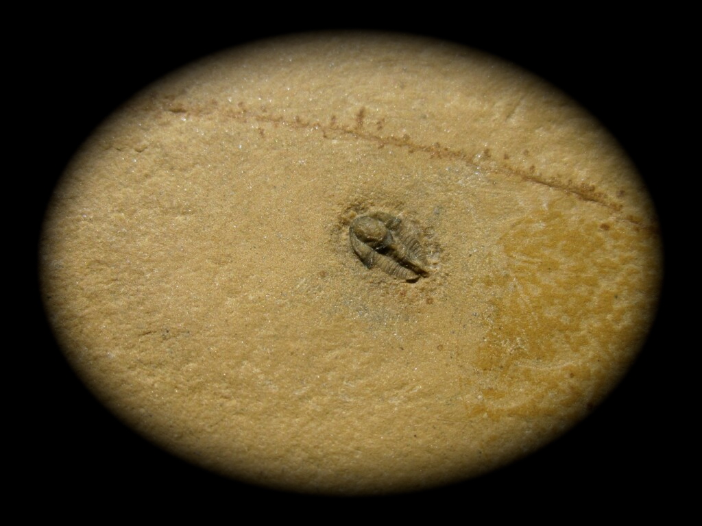 Lonchocephalus plena Trilobite