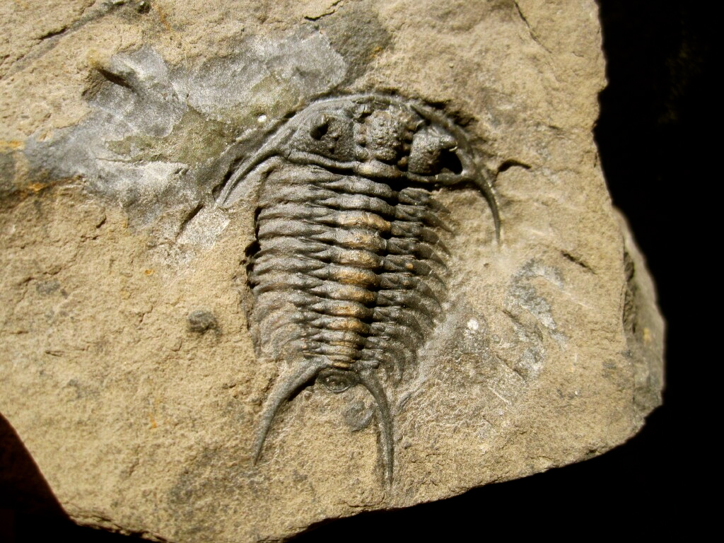 Ceraurus Trilobite