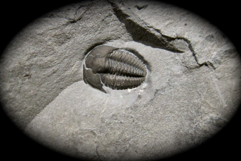 Mckay Trilobite