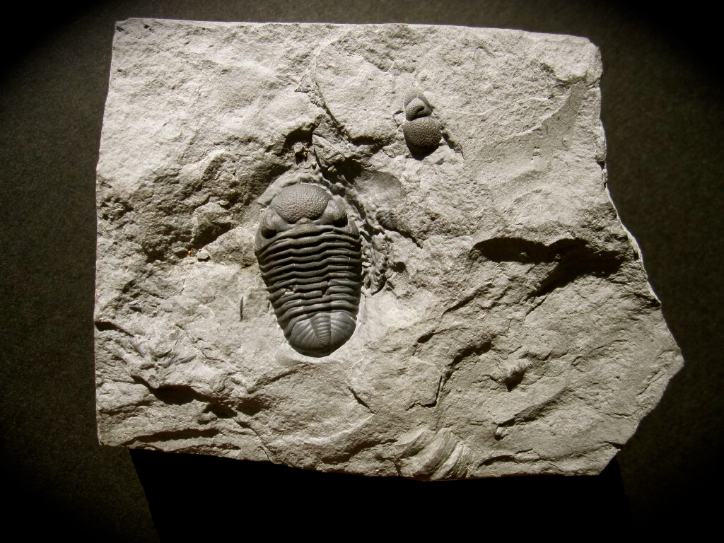 Phacops rana Trilobite 