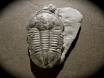 Asaphiscus Trilobite