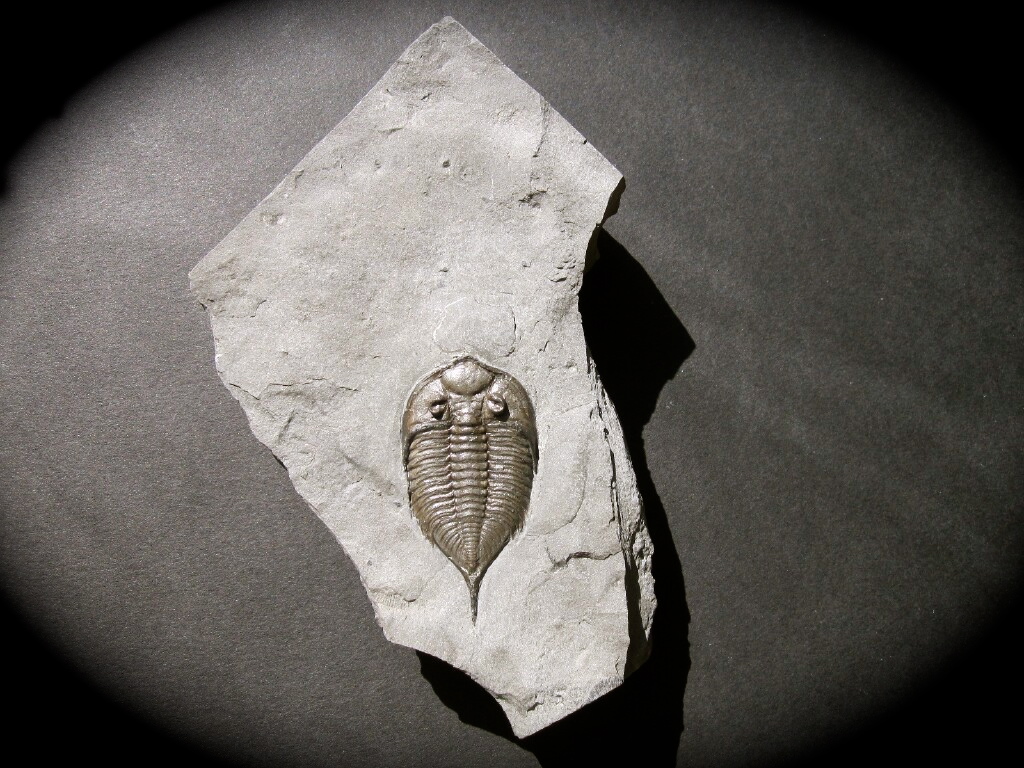 Dalmanites limulurus Trilobite from New York