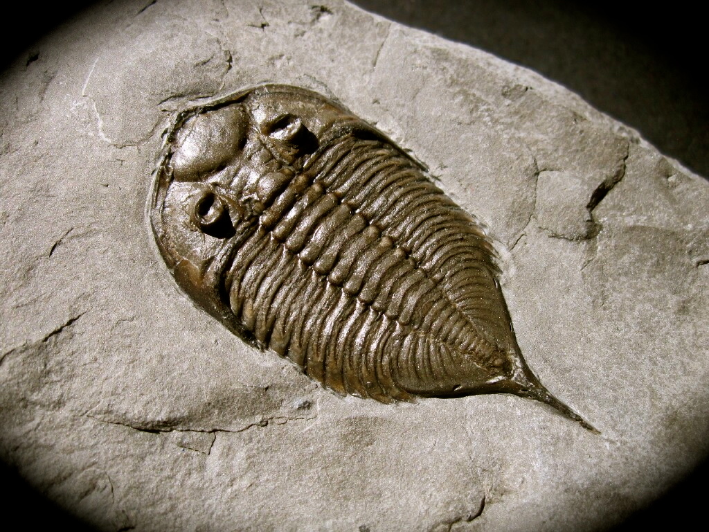 Dalmanites limulurus Trilobite From New York