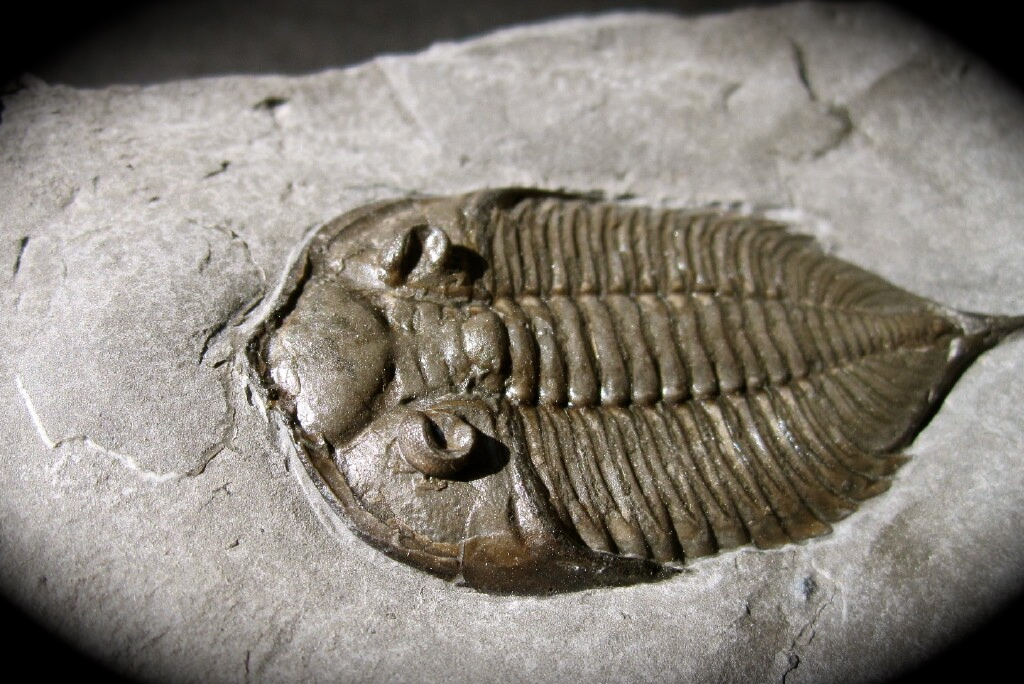 Dalmanites limulurus Trilobite from New York