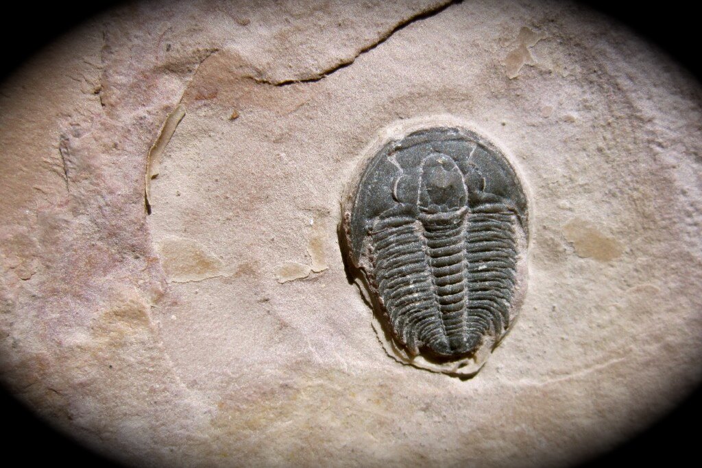 Modocia typicalis Utah Trilobite