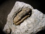 3D Breviphillipsia sampsoni trilobite from Missouri