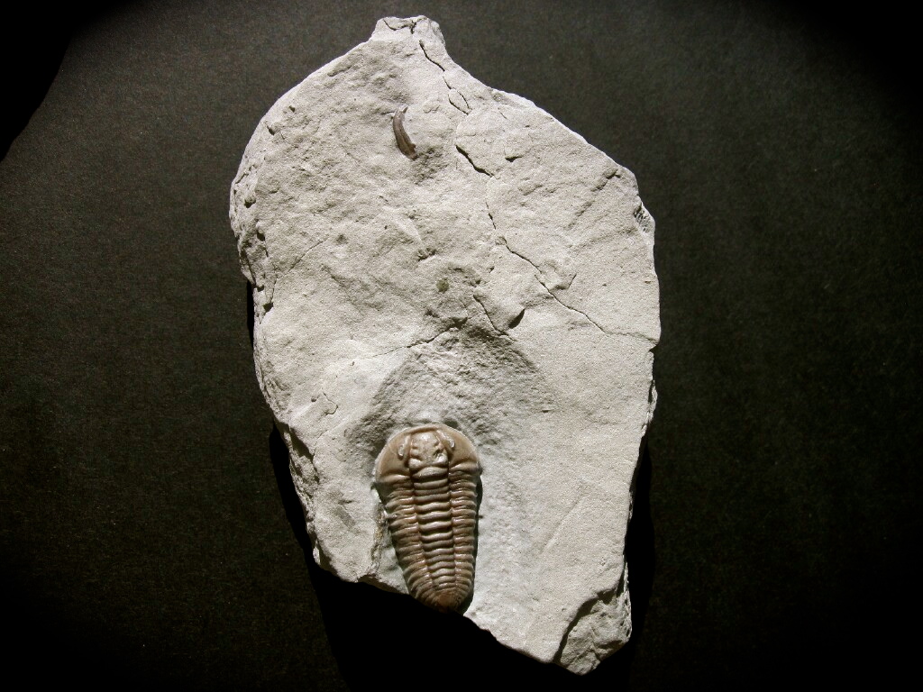 Primo Flexicalymene Trilobite with Brachipod from Mt. Orab