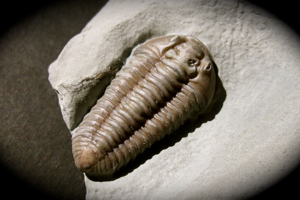 Primo Flexicalymene Trilobite with Brachipod from Mt. Orab