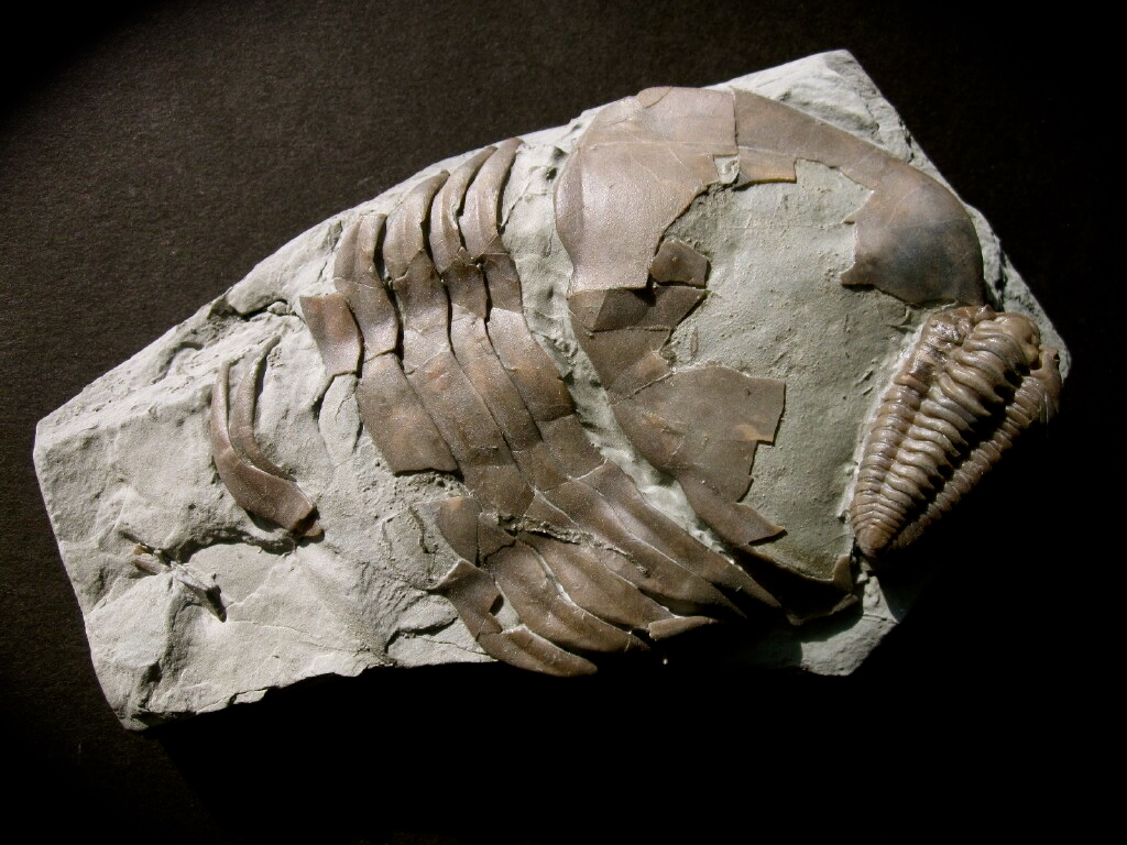 flexicalymene-and-isotelus Trilobites-association