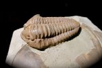 flexicalymene-and-isotelus-trilobites-association