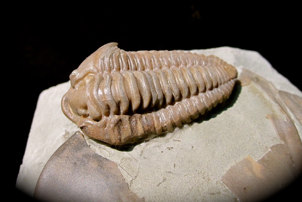 Primo Flexicalymene Trilobite with Brachipod from Mt. Orab