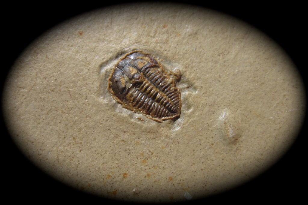 brachyspidion-microps-wheeler-formation-trilobite 