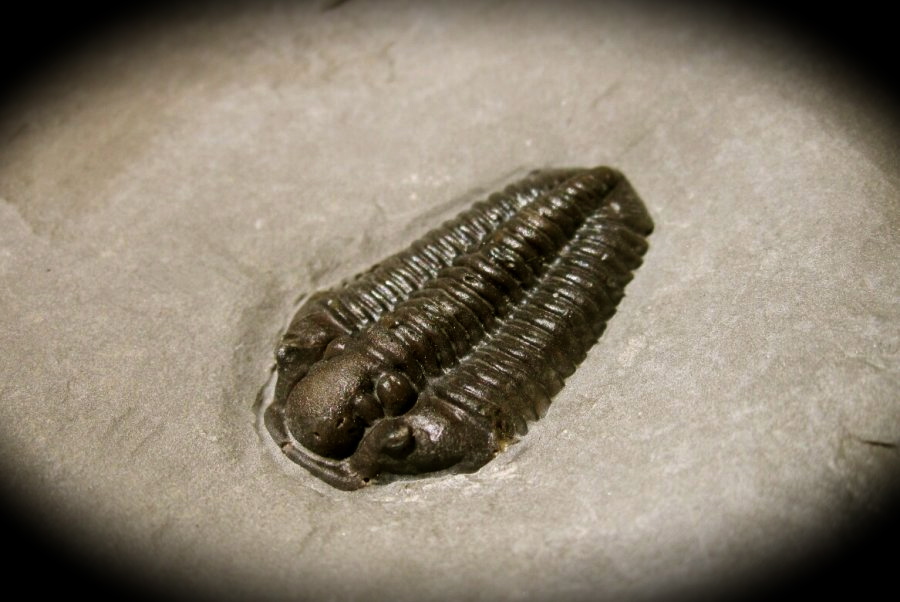 brachyspidion-microps-wheeler-formation-trilobite 