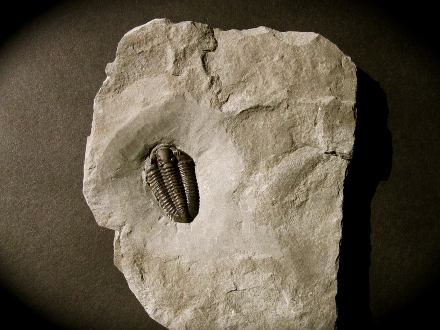 brachyspidion-microps-wheeler-formation-trilobite 