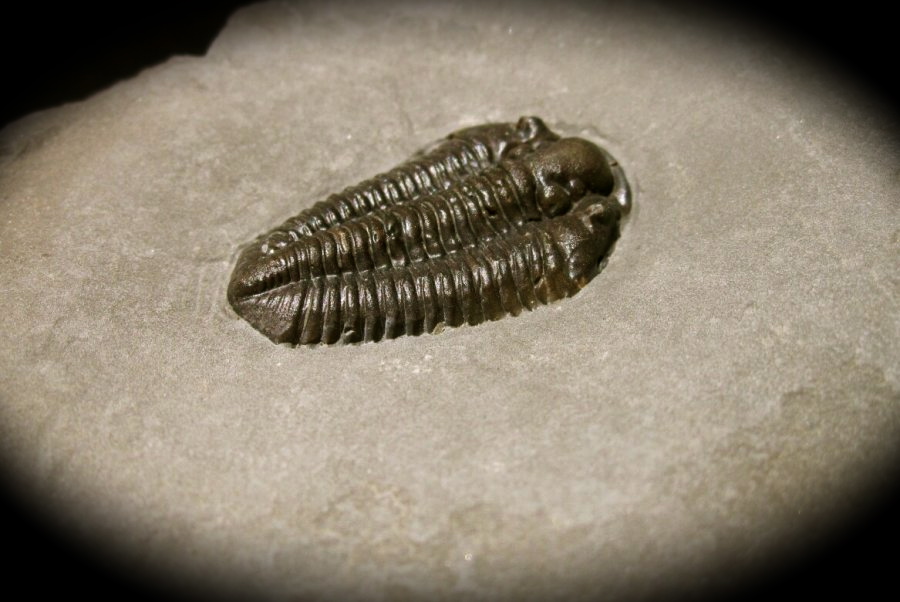 brachyspidion-microps-wheeler-formation-trilobite 