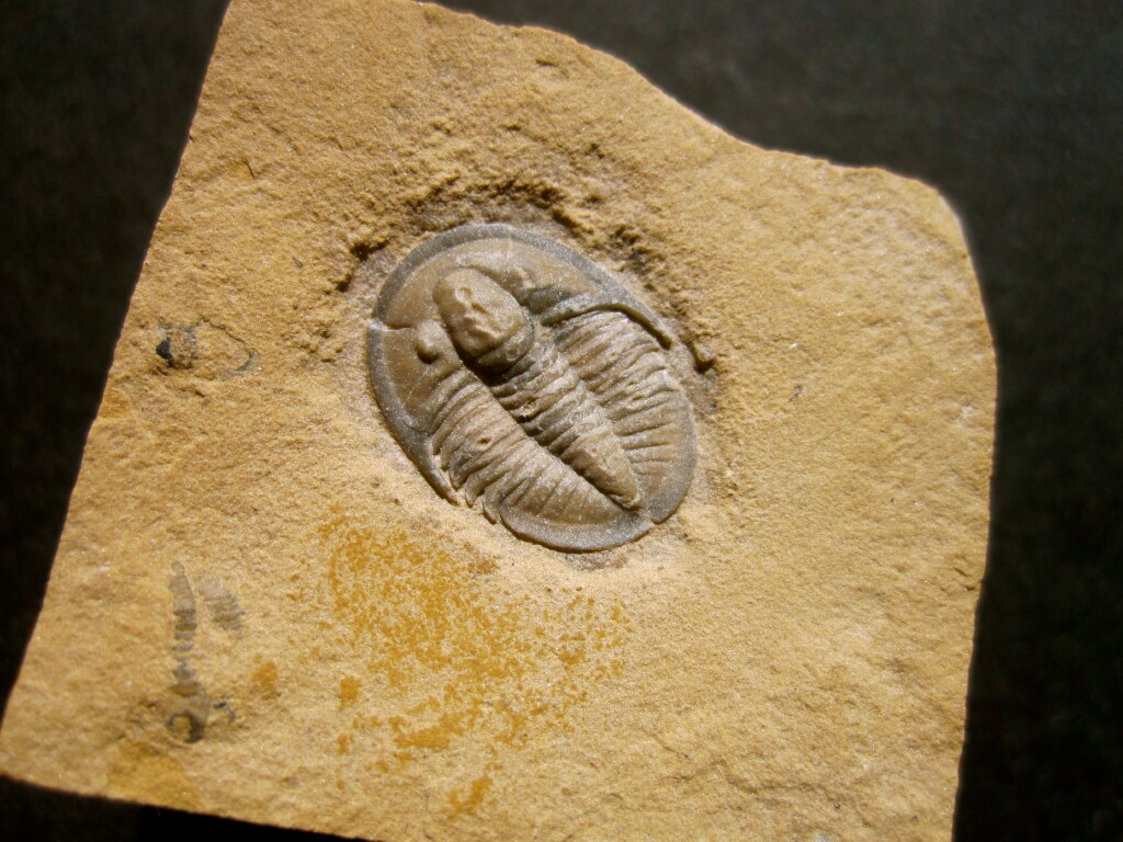 Cedaria minor Trilobite from Utah