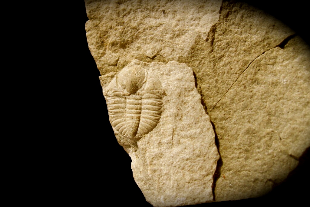 triple-ampyxina-bellatula-multi-trilobite-plate