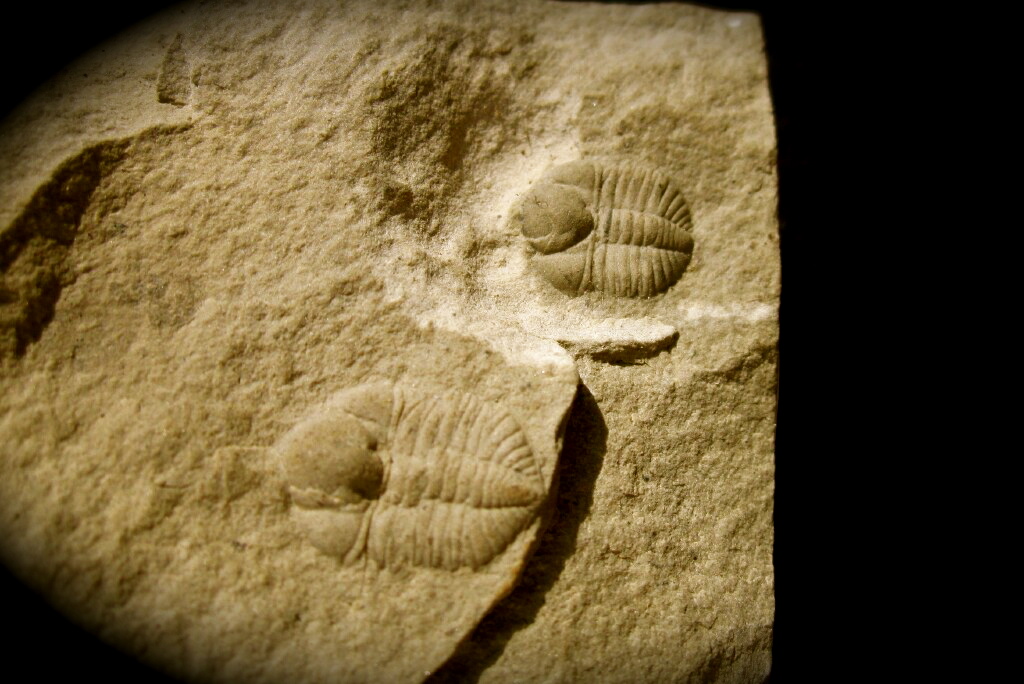 triple-ampyxina-bellatula-multi-trilobite-plate