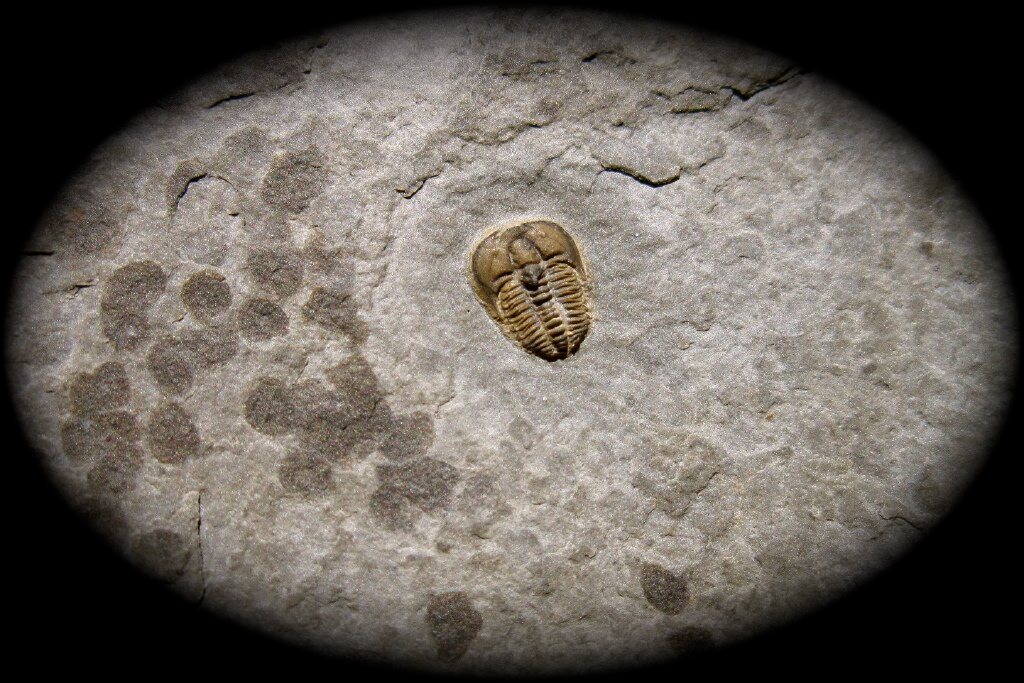 brachyspidion-microps-wheeler-formation-trilobite