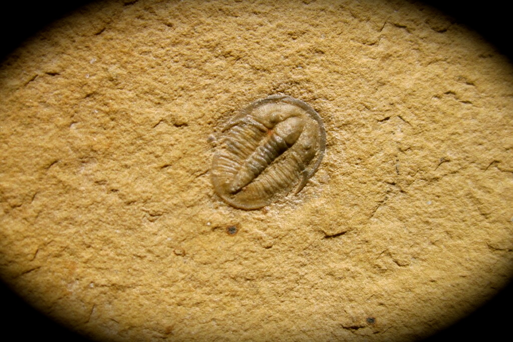 cedaria- minor-trilobite-from-utah