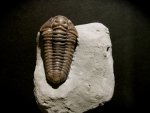 Primo Flexicalymene Trilobite with Brachipod from Mt.Orab