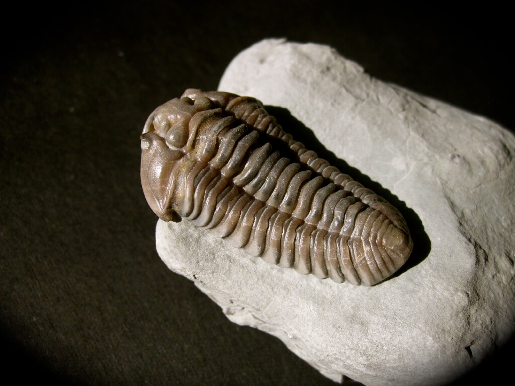 primo-flexicalymene-trilobite-with-brachipod-from-mt-orab