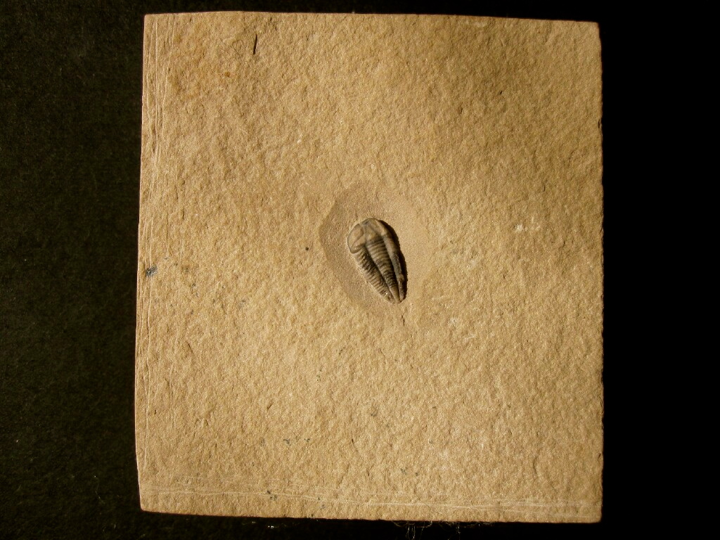 Nephalicephalus beebei Trilobite from Utah