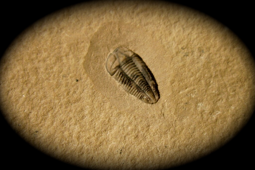 Nephalicephalus beebei Trilobite from Utah