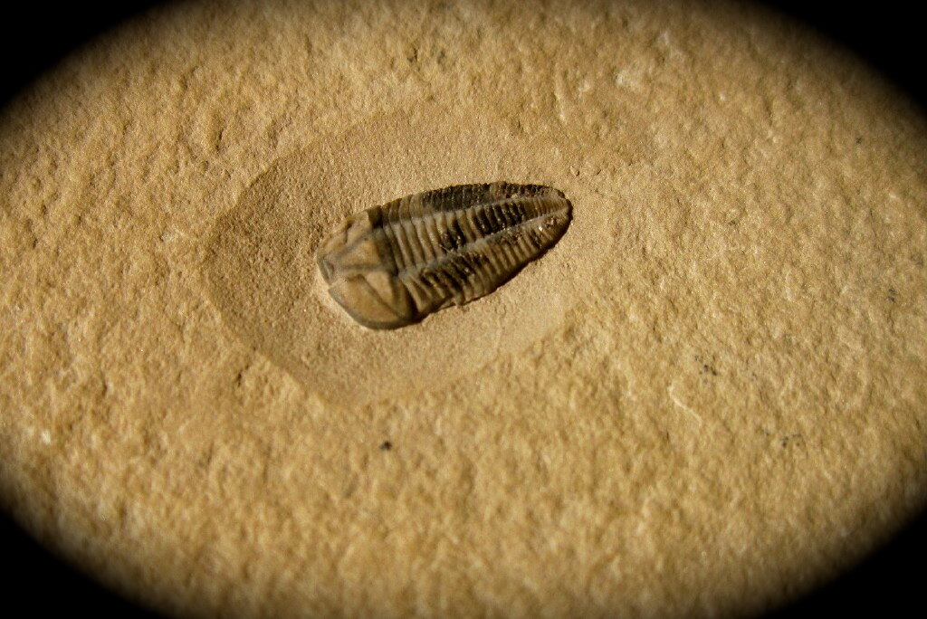 Nephalicephalus beebei Trilobite from Utah