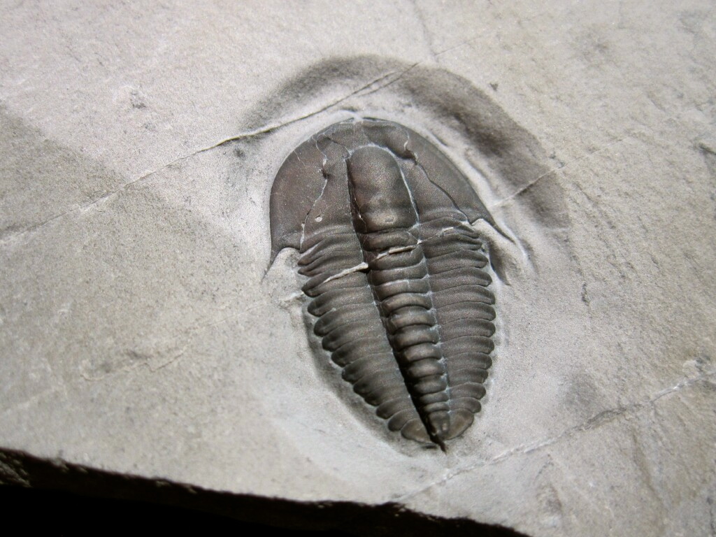 Kendallina Trilobite