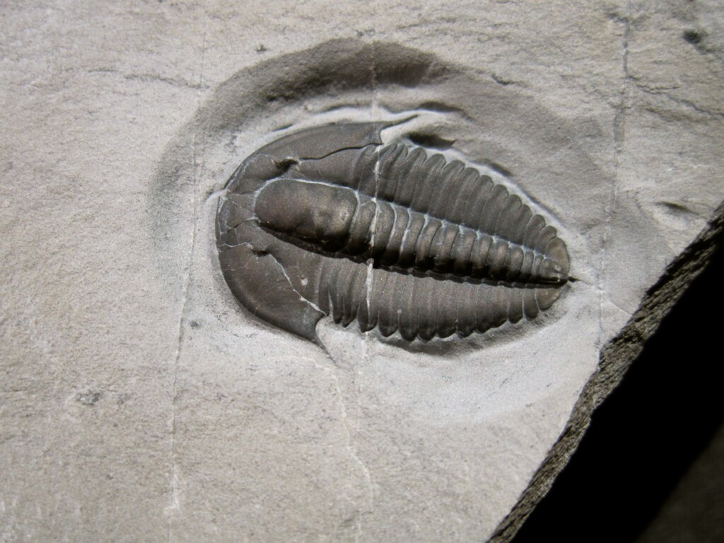 Kendallina Trilobite from Canada