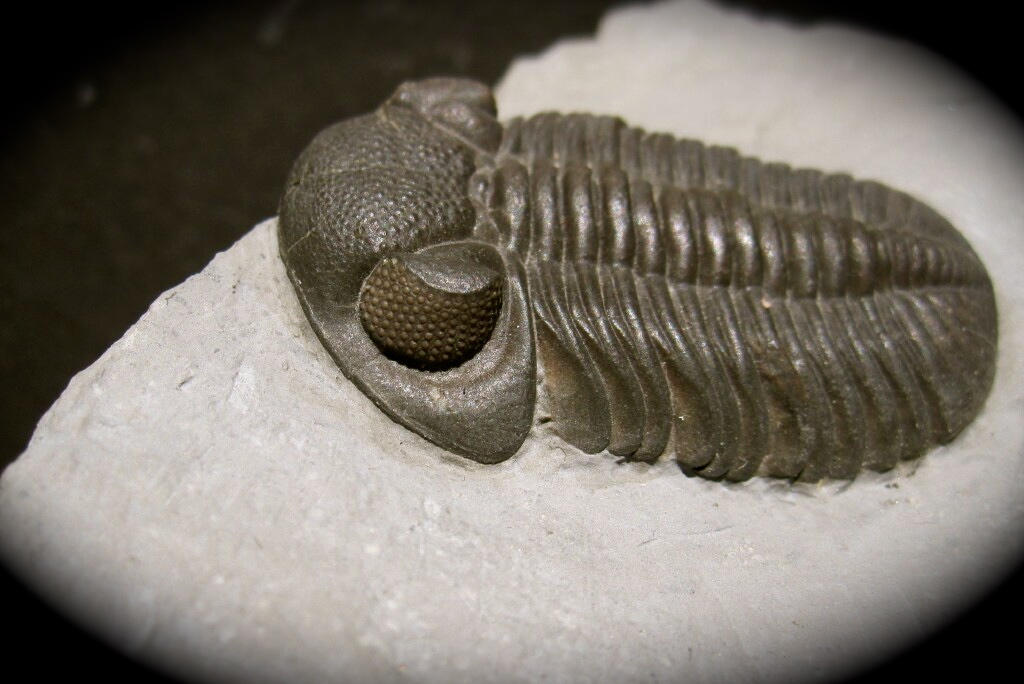 Phacops rana milleri Trilobite from the Silica Shale