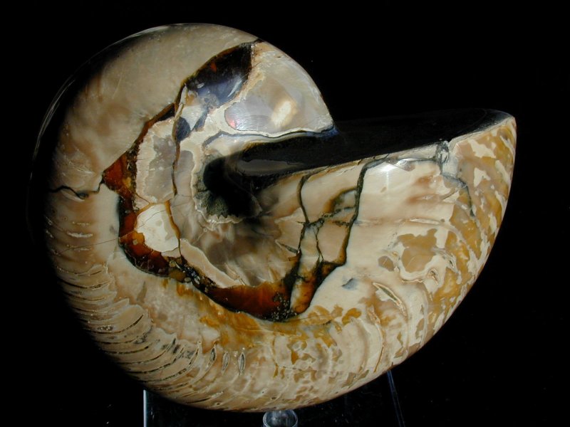 madagascar-nautiloid-fossil-cymatoceras