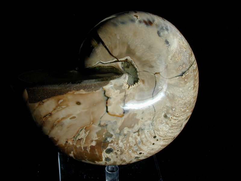 madagascar-nautiloid-fossil-cymatoceras