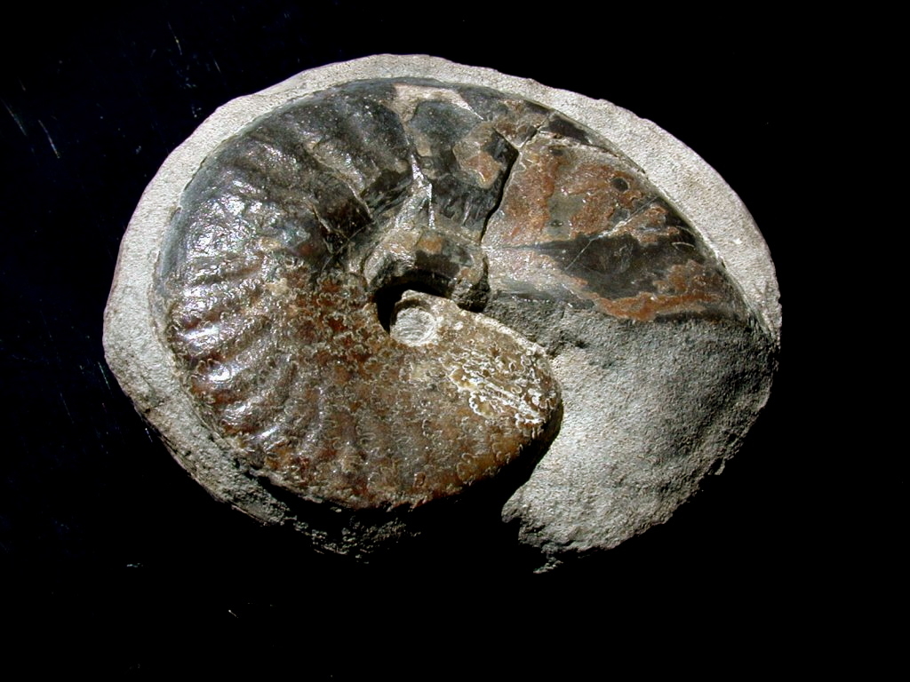 polished-ammonite-from-madagascar