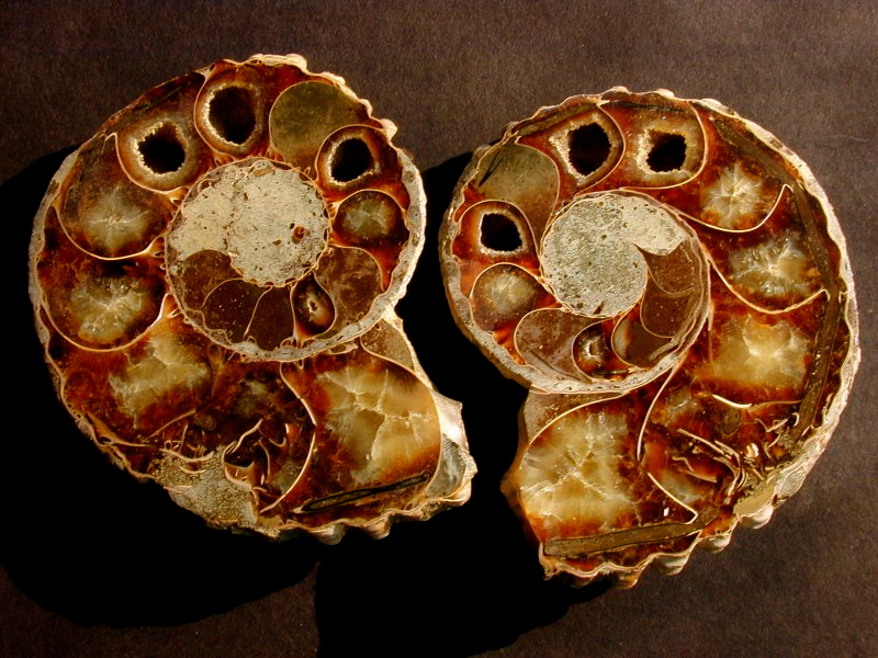 madagascar-polished-ammonite