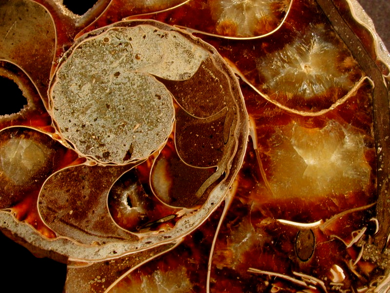 madagascar-polished-ammonite