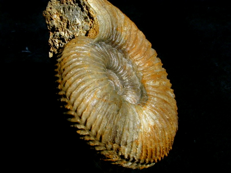 french-gargantiana-ammonite