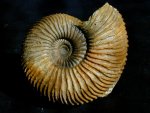 Gargantiana Ammonite from  France