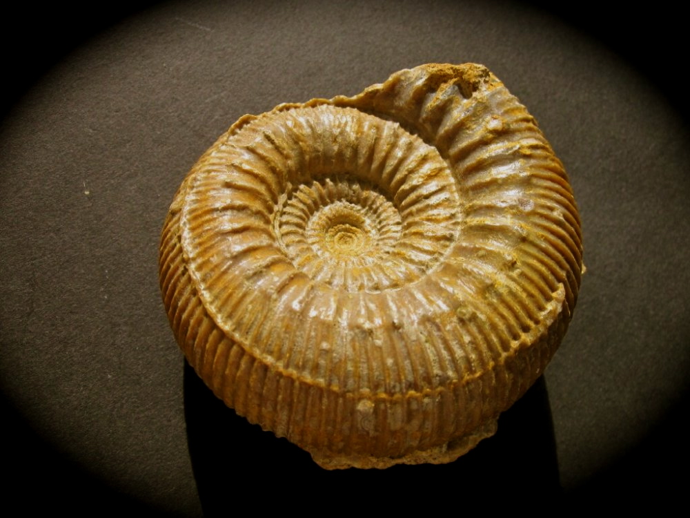 stephanoceras-french-jurassic-ammonite