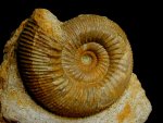 Stephanoceras French Jurassic Ammonite