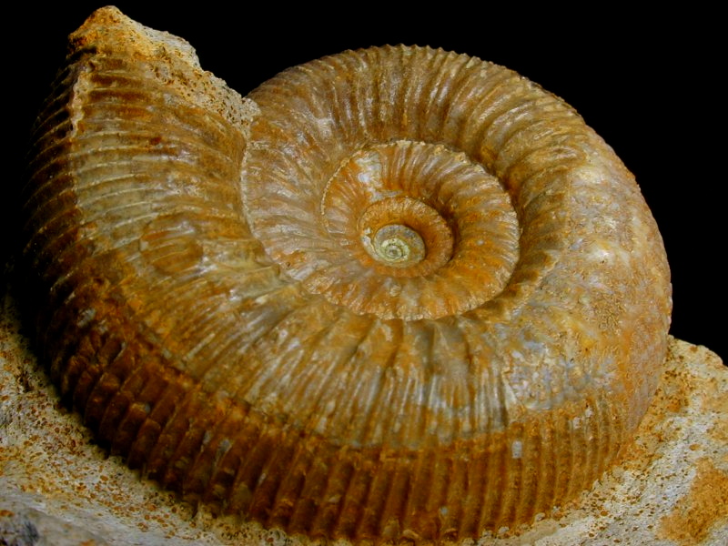 stephanoceras-french-jurassic-ammonite