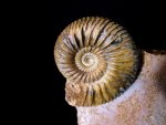 Regal Parkinsonia German Ammonite