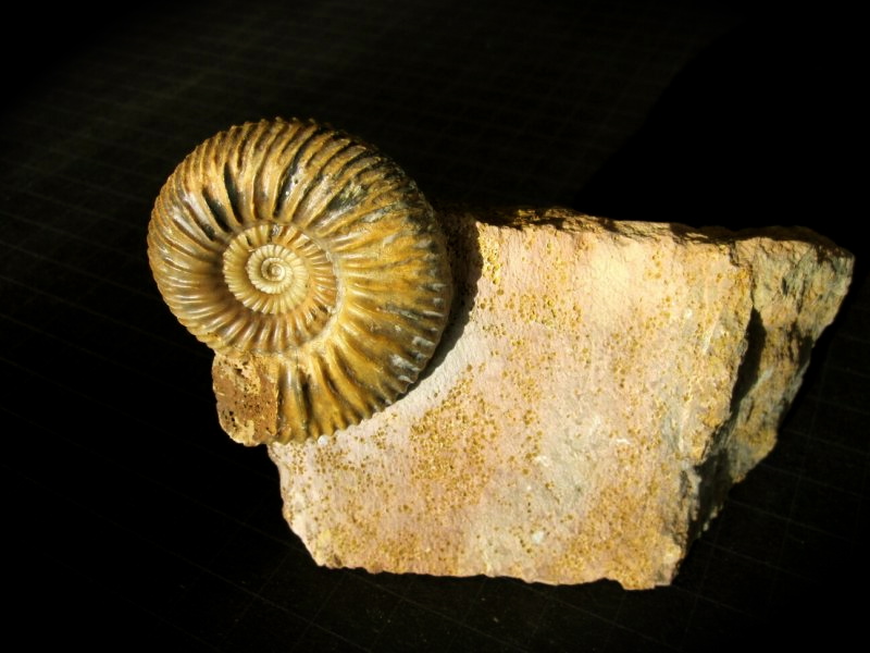 parkinsonia-german-ammonite