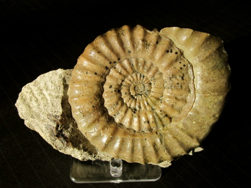 german-ammonite-valanginites-nucleus