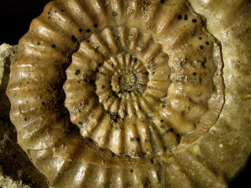 german-ammonite-valanginites-nucleus