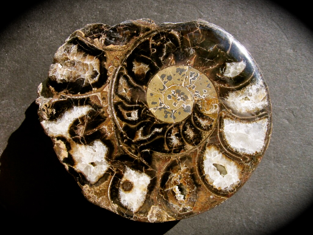 obscure-physodoceras-wolfi-cut-and-polished-ammonite-from-kenya