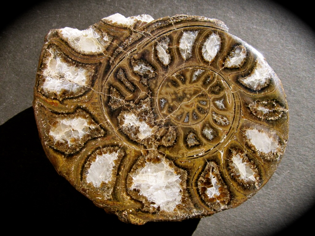 obscure-physodoceras-wolfi-cut-and-polished-ammonite-from-kenya