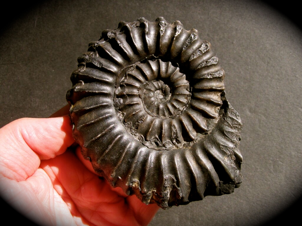 Large Peruvian Black Beauty Prolylleceras Ammonite